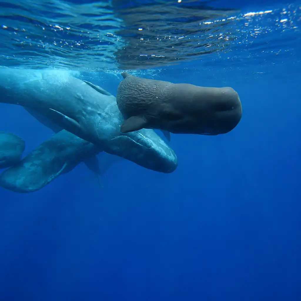 Whale and Dolphin Watching Cruise from Ponta Delgada