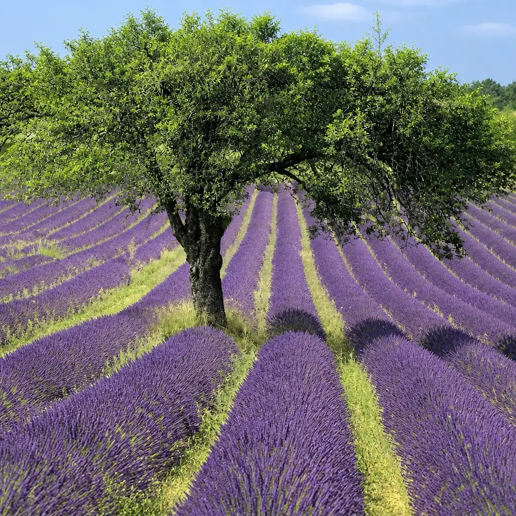 Gorges of Verdon and Fields of Lavender Tour