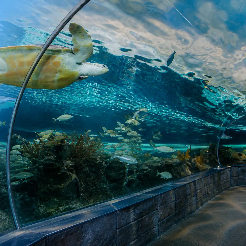 Ripley's Aquarium Gatlinburg + 2 or 3 Attractions