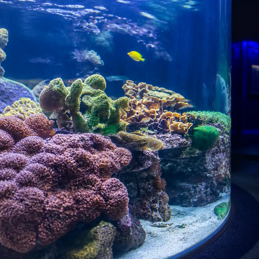 Myrtle Beach: Ripley's Aquarium + 2 attracties