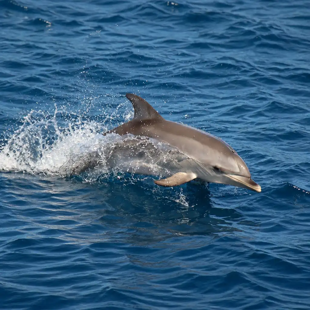 Morro Jable: Dolphin & Whale Watching Tour