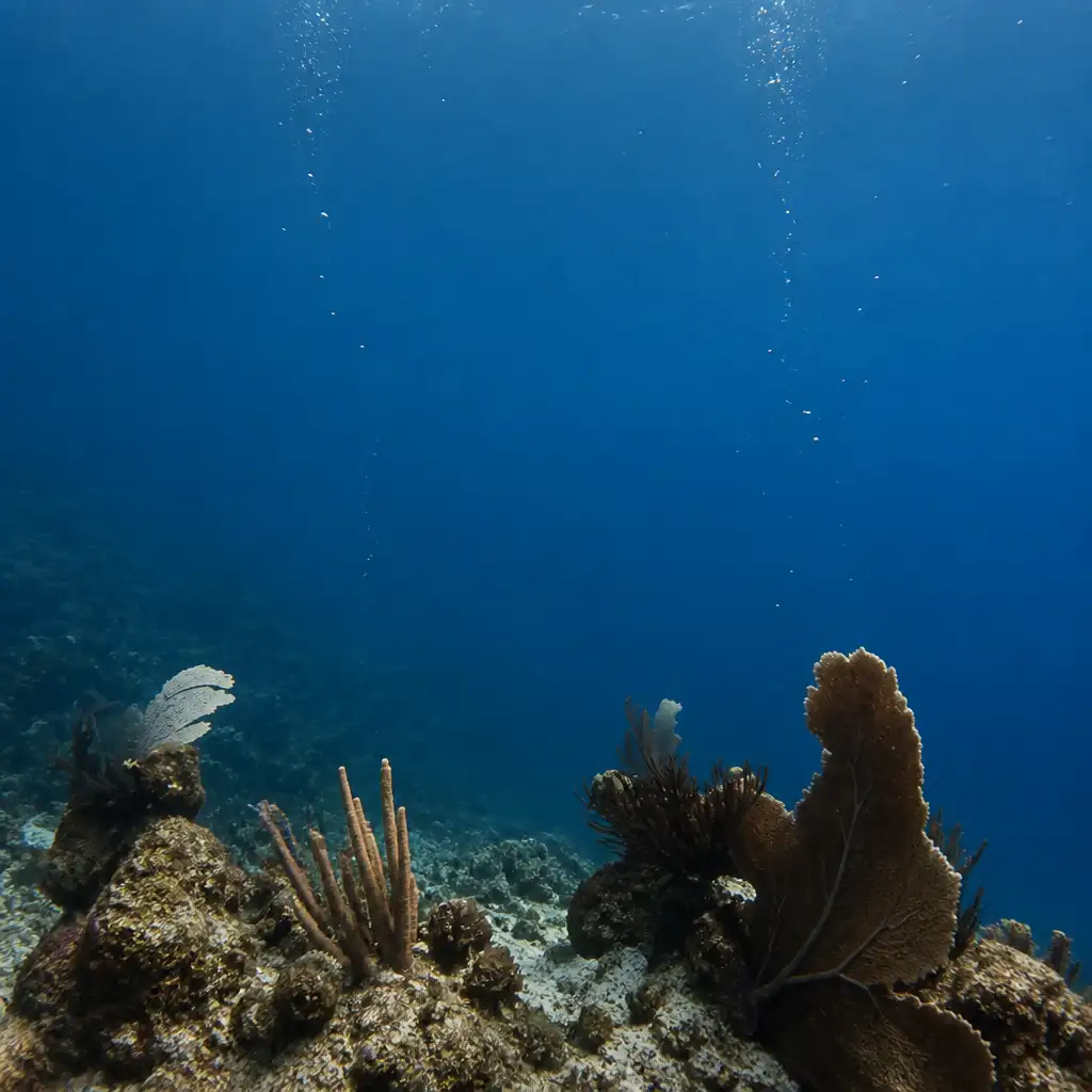 Dubai: PADI Open Water Course with eLearning
