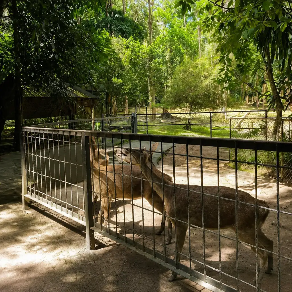 Kuala Gandah Elephant Sanctuary: Lunch + Transfers