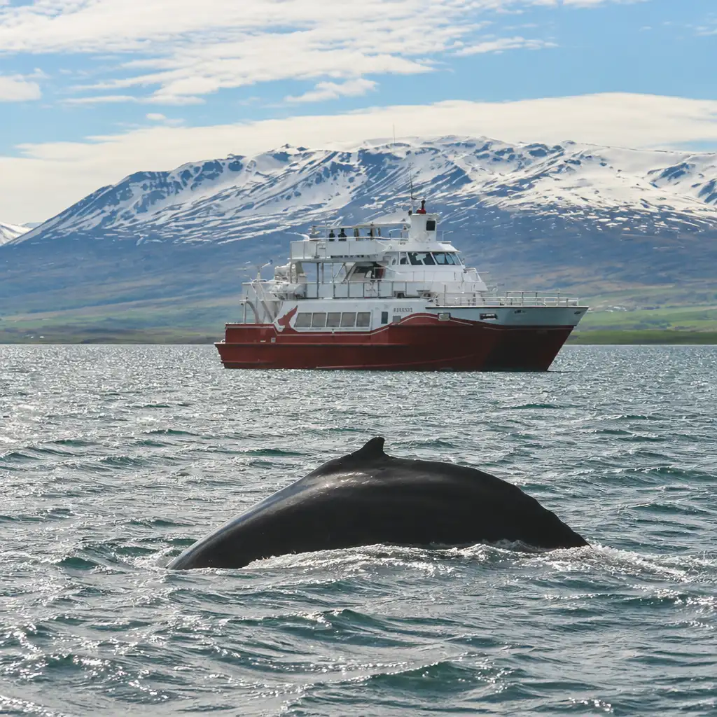 Akureyri: Walvisspotcruise