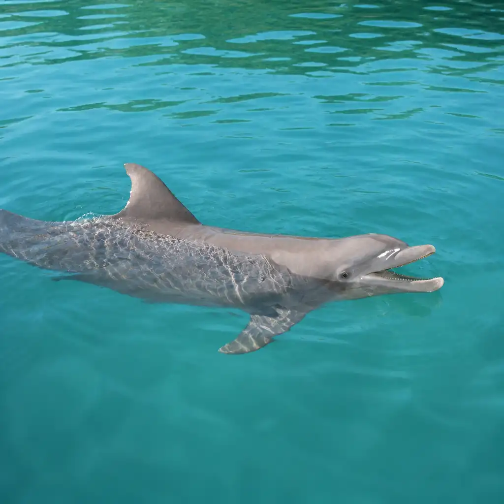 Delphinus Xel-Há: Fast Track Ticket + Hotel Pickup + Swim with Dolphins