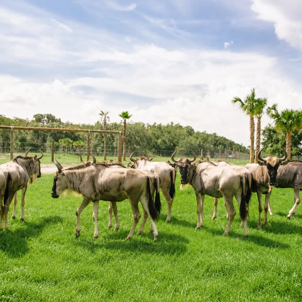 Toegang tot Wild Florida Drive-Thru Safari Park