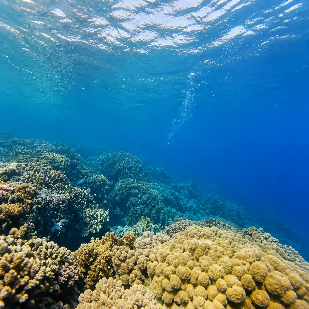 Hele dag duiken met kleine groepen in de Rode Zee vanuit Hurghada